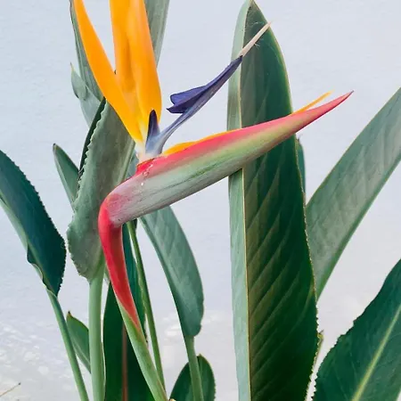 بيت للعطل Tweety's Loft كوارتو سانتيلينا