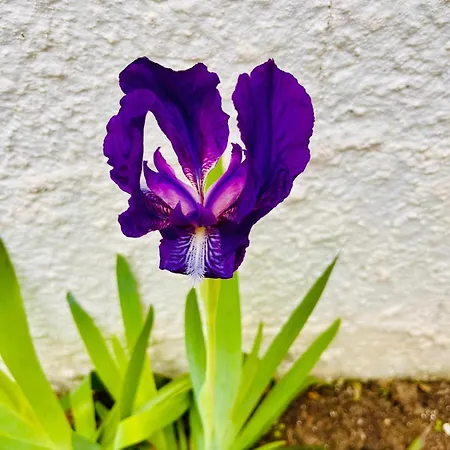 Tweety's Loft بيت للعطل كوارتو سانتيلينا